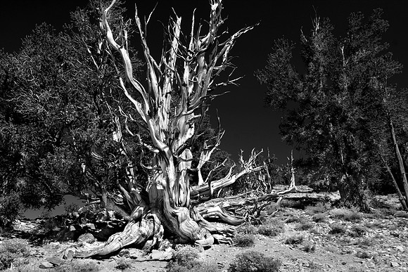 Ancient Bristelcone Pine at White Mountains